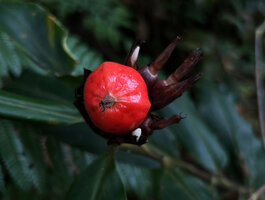 Alpinia domatifera, mature orange fruit with three main ridges, Kwau, Arfak Mts, 1600 m asl, West Papua