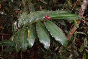 Alpinia domatifera, pink flowered form, Kwau, Arfak Mts, 1600 m asl, West Papua