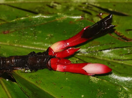 Alpinia domatifera, succession of red bracteoles, white ovary, red toothed calyx, white corolla tube and red folded petal lobes, swampy rainforest, 100 m asl, Malagufuk, Sorong, West Papua