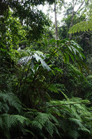 Alpinia laxisecunda clump at forest edge, Kolombangara, Solomon Islands