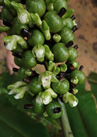 Alpinia laxisecunda, flower buds, flowers at anthesis and maturing fruits side by side, Kolombangara, Solomon Islands