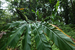 Alpinia laxisecunda, flowering stem, Kolombangara, Solomon Islands