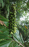 Alpinia laxisecunda, inflorescence with flowers and fruits, Kolombangara, Solomon Islands