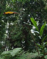 Alpinia laxisecunda, old stem already almost totally leafless but still producing flowers on its inflorescence axis, Kolombangara, Solomon Islands