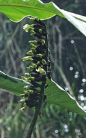 Alpinia laxisecunda, secund inflorescence, Kolombangara, Solomon Islands