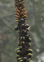 Alpinia monopleura, inflorescence axis with unusual downwards sequence, exhibiting flower buds at the top then mature fruits and young fruits below, Wara Barat, Palopo, South Sulawesi