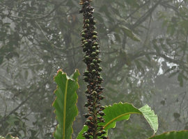Alpinia monopleura, maturing fruits, Wara Barat, Palopo, South Sulawesi