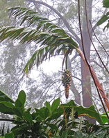 Alpinia myriocratera, hanging banana like infructescence and banana like teared leaves, Kelimutu, Flores, Indonesia