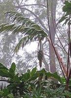 Alpinia myriocratera, Hanging banana like infructescence and banana like teared leaves, Kelimutu, Flores, Indonesia,Photo by Patrick Blanc