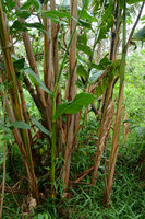Alpinia myriocratera, Musa like clump bases, Kelimutu NP, Flores, Indonesia