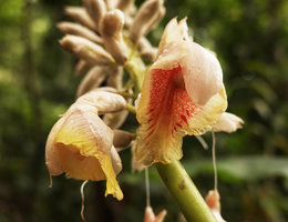 Alpinia novae-pommeraniae, flowers, Tenaru Falls, Guadalcanal, Solomon Islands