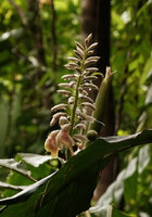 Alpinia novae-pommeraniae, inflorescence just after rain, Tenaru Falls, Guadalcanal, Solomon Islands