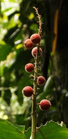 Alpinia novae-pommeraniae, infructescence with hairy fleshy capsules, Tenaru Falls, Guadalcanal, Solomon Islands