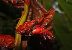 Alpinia nutans, bract, dentate tubular calyx and corolla, Waraka, 600 m asl, Seram, Moluccas