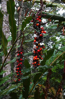 Alpinia nutans, hanging infructescences, 800 m asl, Waraka, Seram, Moluccas