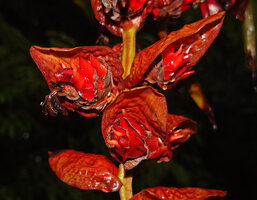 Alpinia nutans, large incurved protecting fertile bract, cincinni with bracteoles and flowers, Waraka, 600 m asl, Seram, Moluccas