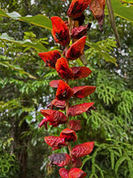 Alpinia nutans, nodding inflorescence with red protecting bracts similar to the pendulous American Heliconia species, Sepa, 500 m asl, Seram, Moluccas