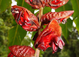 Alpinia nutans, one previous day and one current day flowers at anthesis, Sepa, 500 m asl, Seram Moluques