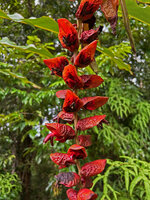 Alpinia nutans, Seram Moluques