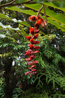 Alpinia nutans, the hanging inflorescence similar to the pendulous American Heliconia species, Sepa, 500 m asl, Seram, Moluccas