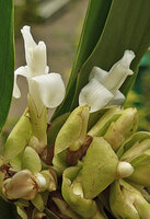 Alpinia oceanica, bracts, and two flowers at anthesis, Savusavu, Vanua Levu, Fiji,