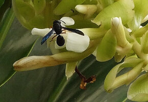 Alpinia oceanica,Hymenoptera visiting a flower at anthesis, Savusavu, Vanua Levu, Fiji,