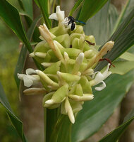 Alpinia oceanica, inflorescence visited by Hymenoptera, Savusavu, Vanua Levu, Fiji,