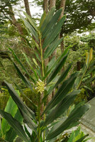 Alpinia oceanica, leaves and inflorescence, Savusavu, Vanua Levu, Fiji,