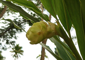 Alpinia oceanica, young inflorescence protected bythe imbricate yellowish bracts, Savusavu, Vanua Levu, Fiji,