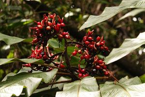 Alpinia pulchra, branched infructescence, Tenaru Falls, Guadalcanal, Solomon Islands