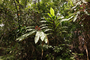 Alpinia pulchra flowering and fruiting at forest edge, Tenaru Falls, Guadalcanal, Solomon Islands