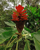 Alpinia purpurata, dark pink sterile bracts creating a flared cupular structure under the red fertile bracts, Tenaru Falls, Guadalcanal, Solomon Islands