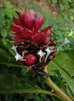 Alpinia purpurata, flower buds, flowers at anthesis and mature fleshy capsule side by side on the same inflorescence, Tenaru Falls, Guadalcanal, Solomon Islands
