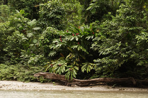 Alpinia purpurata, flowering clump on river bank, Tenaru Falls, Guadalcanal, Solomon Islands