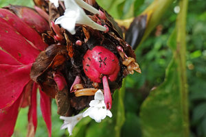 Alpinia purpurata, flowers at anthesis and mature fleshy capsule side by side on the same inflorescence, Tenaru Falls, Guadalcanal, Solomon Islands