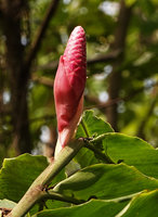 Alpinia purpurata, young inflorescence emerging from the enclosing pink foliaceous sterile bracts, Ruaniu, Guadalcanal, Solomon Islands