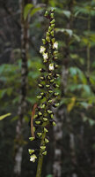 Alpinia regia, flowering side of the secund inflorescence, Manusela NP, Seram, Moluccas