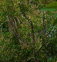 Alpinia regia, inflorescence with four branches and flowers at anthesis in different areas along all the axes, Sepa 500 m asl, Seram, Moluccas