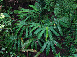 Alpinia regia, stems with undulate leaves, Sepa 500 m asl, Seram, Moluccas