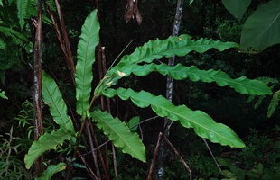 Alpinia regia, undulate leaves, Sepa 500 m asl, Seram, Moluccas
