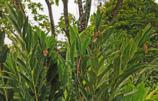 Alpinia sp.,, clump with pseudo-stems bearing pendant inflorescence with wide flat beige coloured bracts, probably the original plain green leaved form of Alpinia vittata, close to A. oceanica, Tenaru, Guadalcanal, Solomon Islands