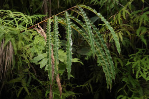 Alpinia monopleura in cloud forest, corrugated purple margined leaves, Wara Barat, Palopo, South Sulawesi
