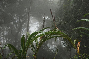 Alpinia monopleura in cloud forest gap, erect infructescences, Wara Barat, Palopo, South Sulawesi