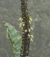 Alpinia monopleura in cloud forest gap, flowers, Wara Barat, Palopo, South Sulawesi