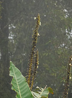 Alpinia monopleura in cloud forest gap, inflorescences, Wara Barat, Palopo, South Sulawesi