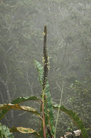 Alpinia monopleura in cloud forest gap, inflorescence with flowers at anthesis in distant groups, Wara Barat, Palopo, South Sulawesi