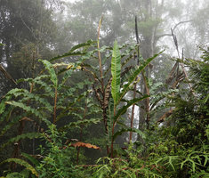 FOREST UNDERSTORY 3 | Page 2 | Mur Vegetal Patrick Blanc