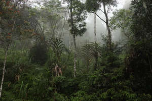 Alpinia monopleura in cloud forest, Wara Barat, Palopo, South Sulawesi