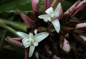 Alpinia sp. nov. close to A. oceanica, two flowers at anthesis, Halisi, Vangunu, Solomon Islands