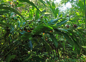 Alpinia sp. nov., fertile stems with old spherical inflorescences, Halisi, Vangunu, Solomon Islands